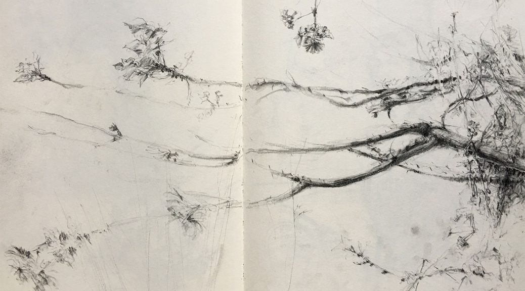 My Brief History Of Sketching Trees The Scribbles Institute