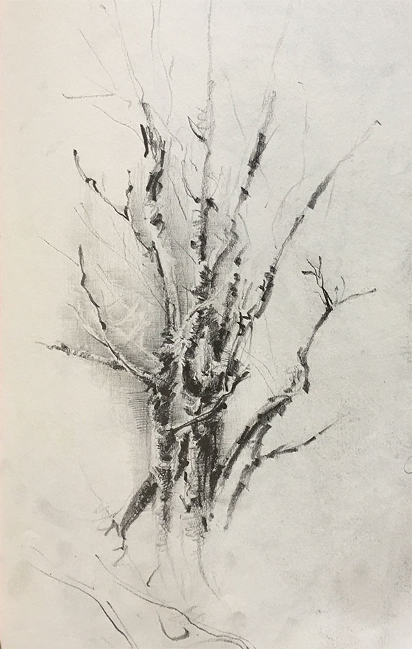 drawings of trees in pencil